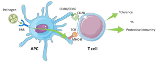 Illustration of the activation of a T cell by the interaction between the antigen-presenting cell’s MHC Class II molecules and the T cell receptor - Car T cell therapy