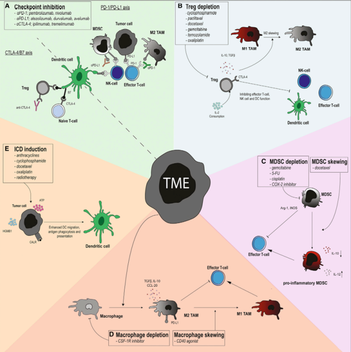 Different techniques combined with DC Therapy to modulate the effects by the TME - QbD