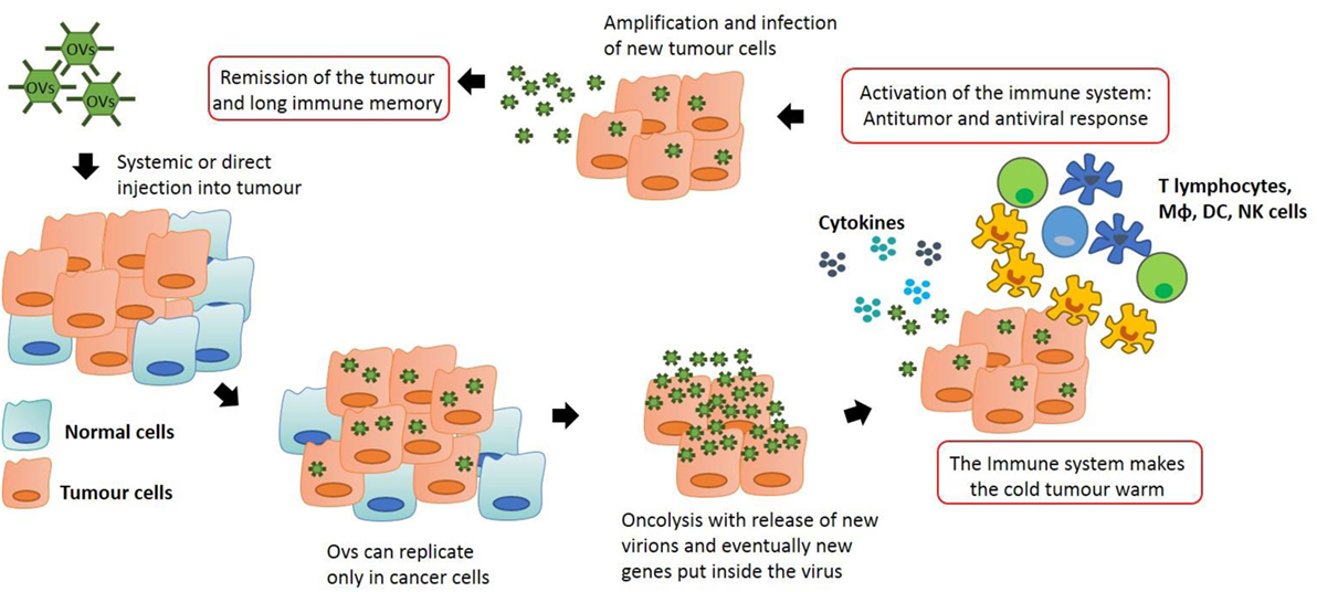 Anti-tumor immunity by oncolytic virus (OV) therapy