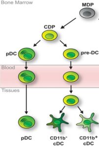 Development of dendritic cells - QbD