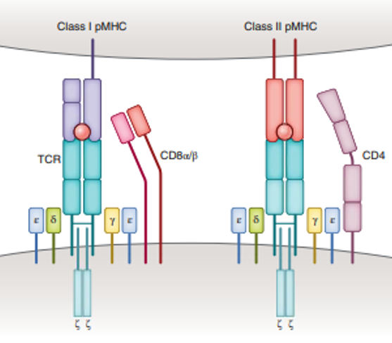 Molecular basis of TCR-peptide MHC recognition - Car T cell therapy