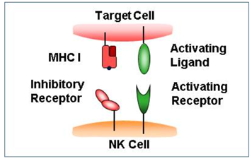NK cell and target cell and their receptors - QbD