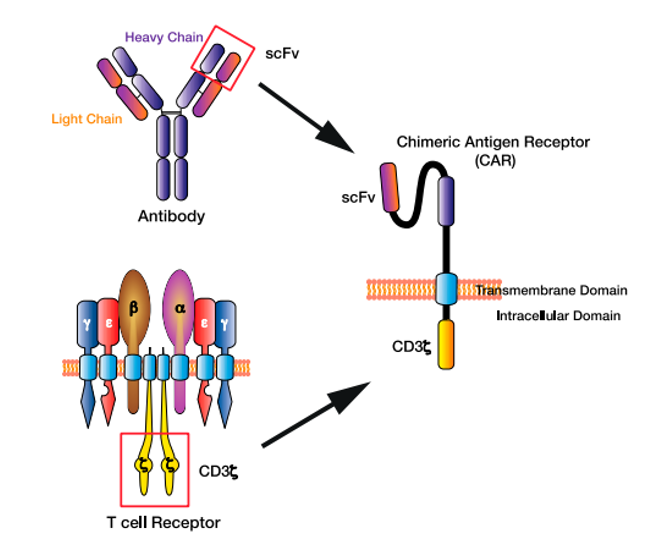 The chimeric antigen receptor (CAR) T cell design - Car T immunotherapy - Quality By Design