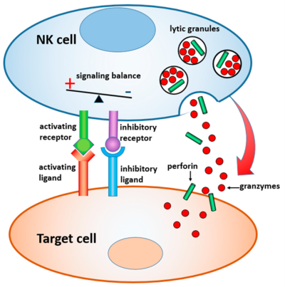 NK-cell degranulation process - QbD